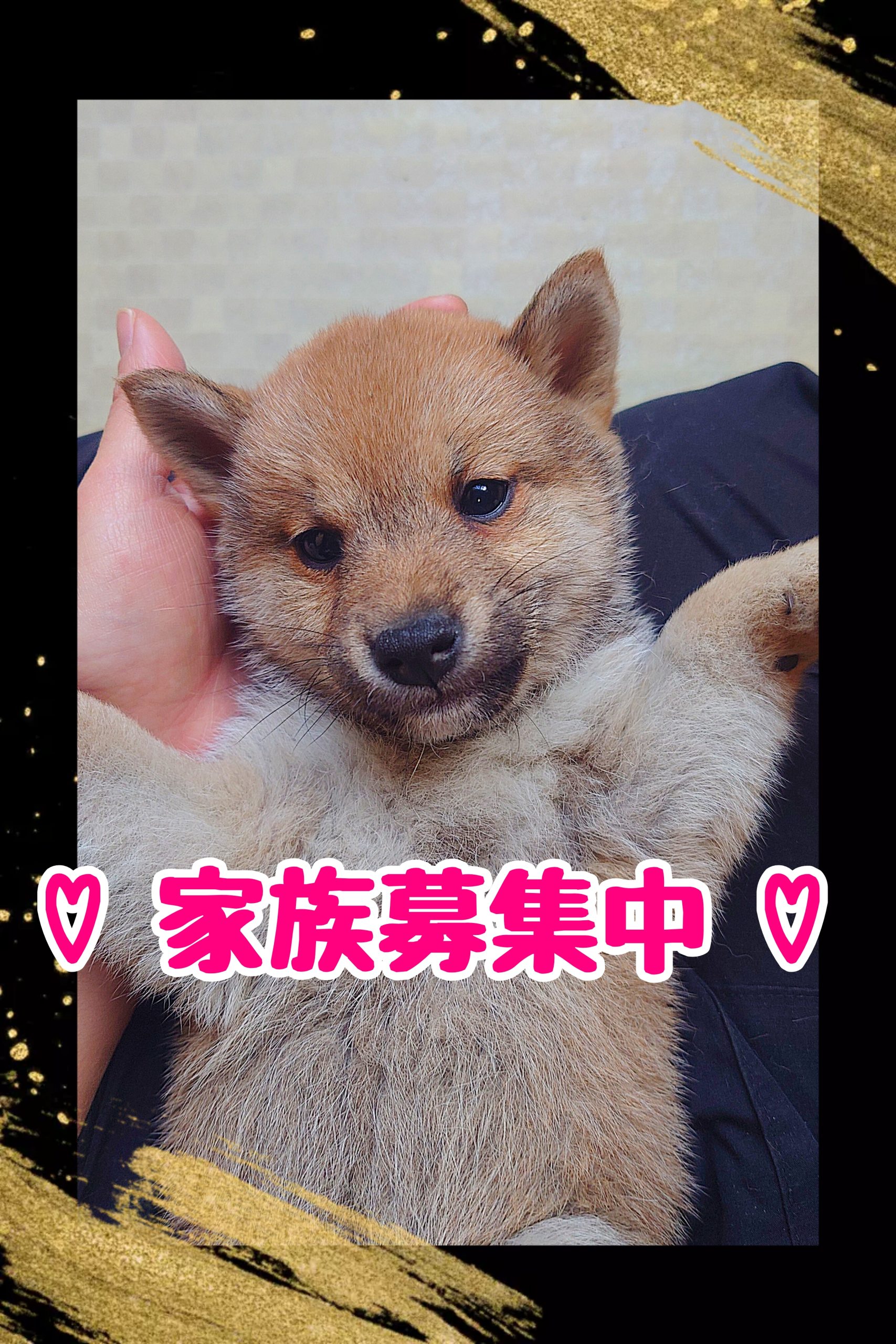しばいぬ 柴犬（黒）】川崎発祥愛犬オーナーグッズ 犬種別4アイテムセット